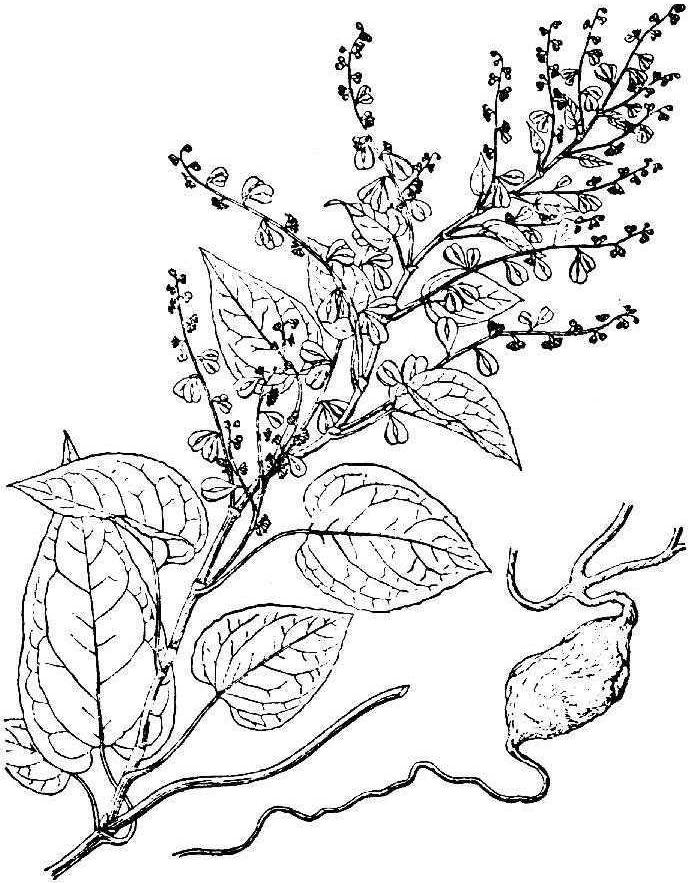 何首烏